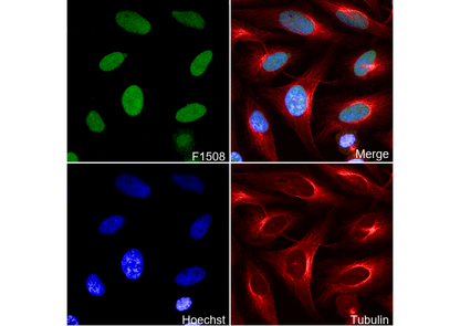 RCC2 Antibody