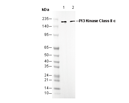 PI3 Kinase Class II α Antibody