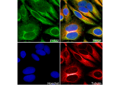APE Antibody