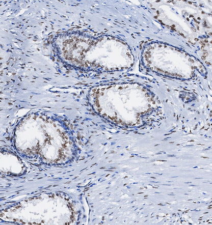 APE Antibody