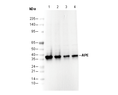 APE Antibody