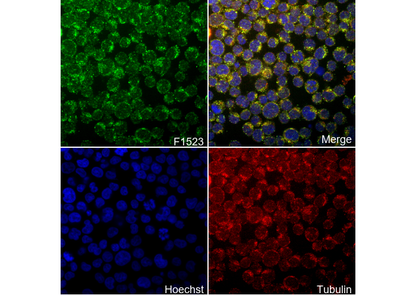 CXCL12/SDF-1 Antibody