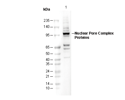 Nuclear Pore Complex Proteins Antibody