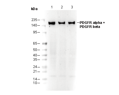 PDGFR α/β Antibody
