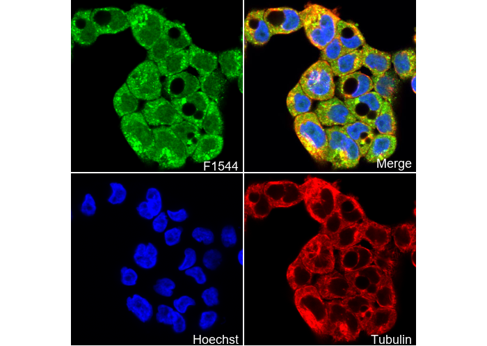 Fbx32 Antibody