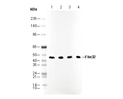 Fbx32 Antibody