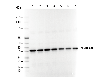 NDUFA9 Antibody