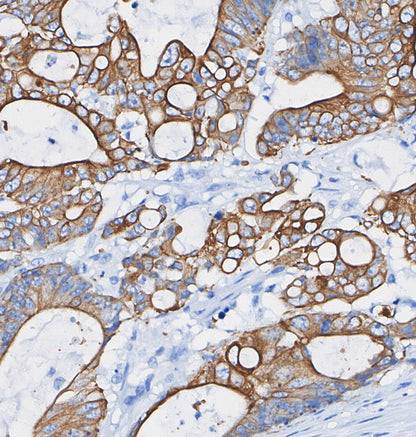 G3BP1 Antibody