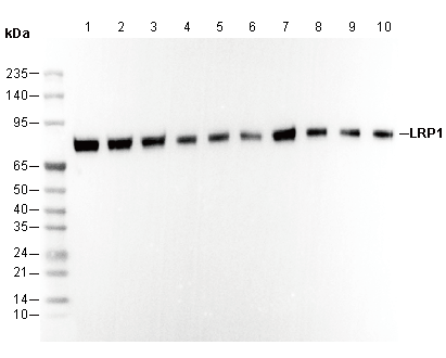 LRP1 Antibody