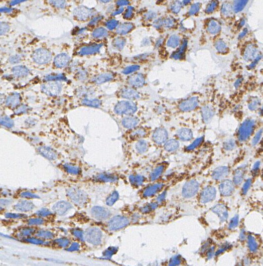 UQCRFS1/RISP Antibody
