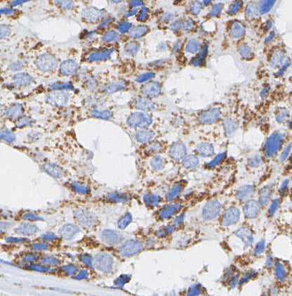 UQCRFS1/RISP Antibody