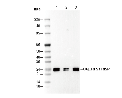 UQCRFS1/RISP Antibody