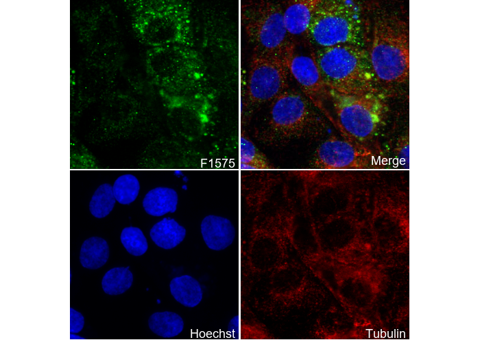 ABCG1 Antibody