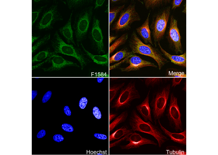 PBR Antibody