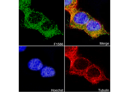 Aquaporin 1 Antibody