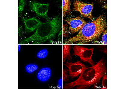 ATP5A Antibody