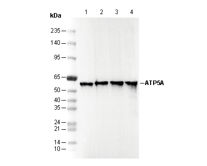 ATP5A Antibody