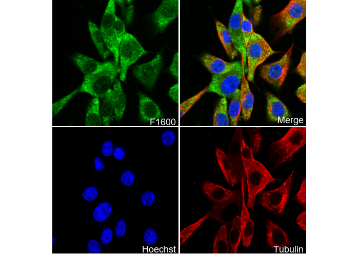 FABP4 Antibody