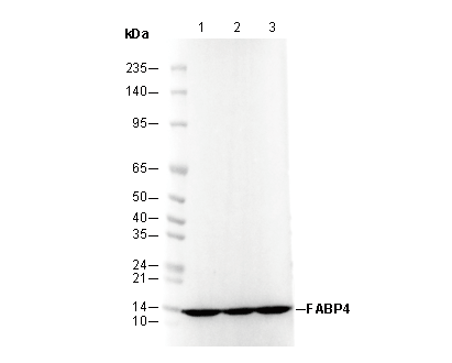 FABP4 Antibody