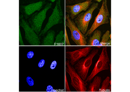 Hsp70 Antibody