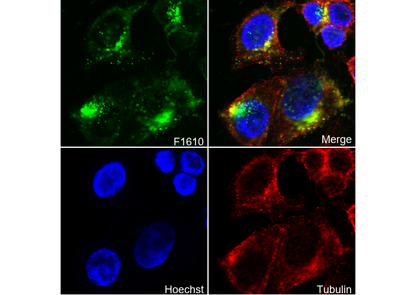 Cathepsin D Antibody