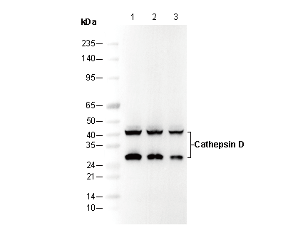 Cathepsin D Antibody