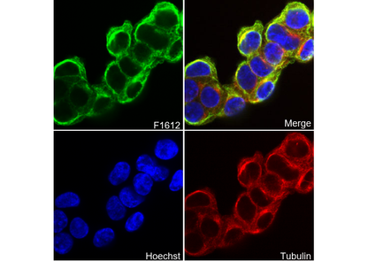 Cytokeratin 8 Antibody