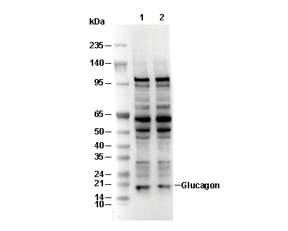 Glucagon Antibody