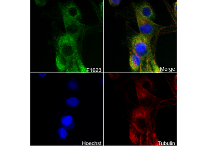 pro NGF Antibody