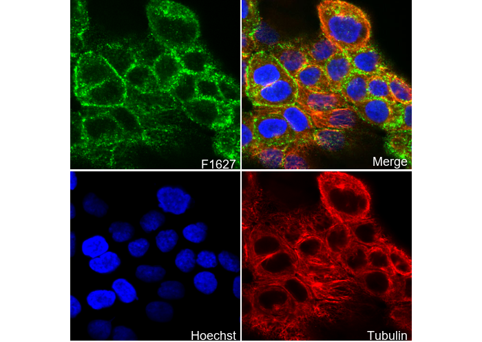 Phospho-EGFR (Tyr1086) Antibody