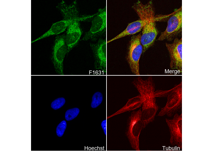 NDUFB8 Antibody