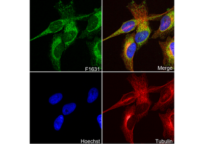 NDUFB8 Antibody