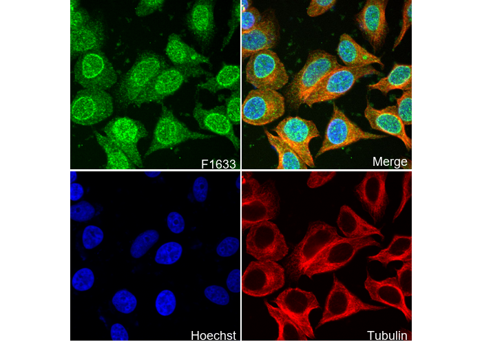 NDUFS3 Antibody
