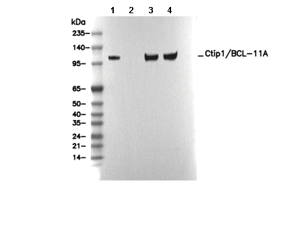 Ctip1/BCL-11A Antibody