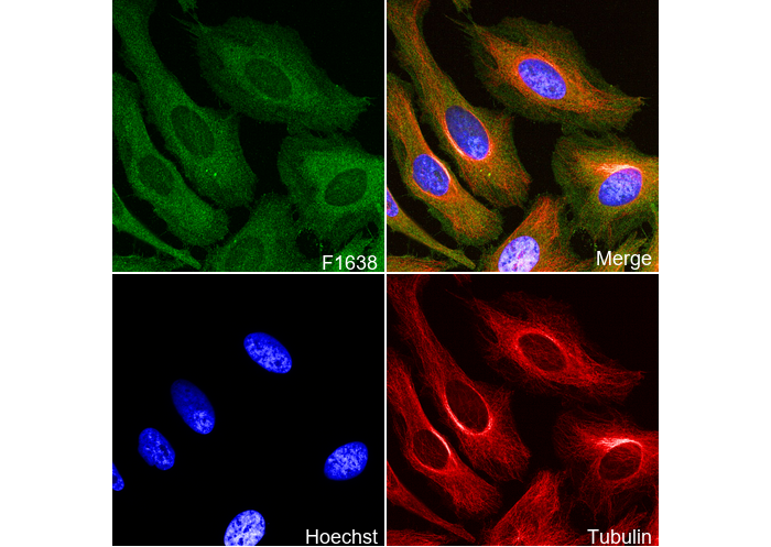 Filamin A Antibody