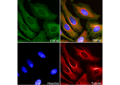 Filamin A Antibody