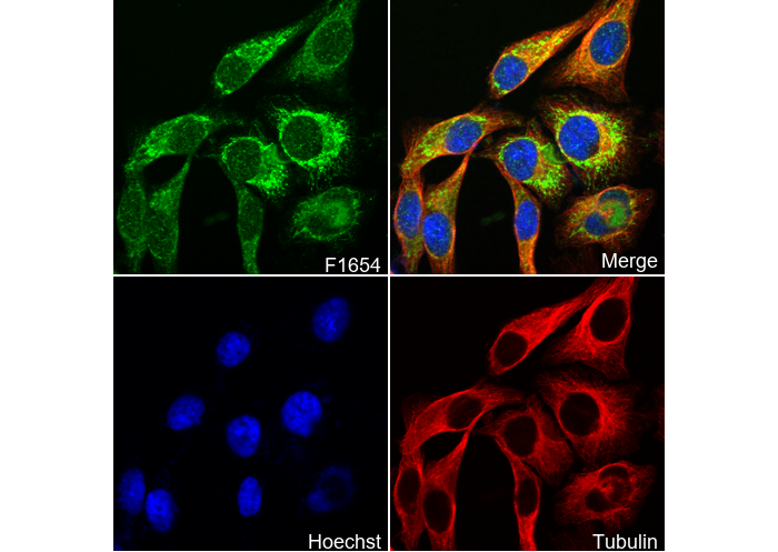 IDH2 Antibody