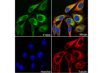 IDH2 Antibody