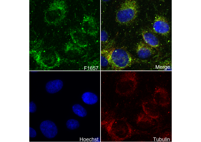 Pyruvate dehydrogenase E2/E3bp Antibody