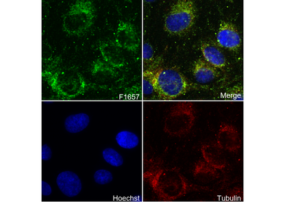 Pyruvate dehydrogenase E2/E3bp Antibody