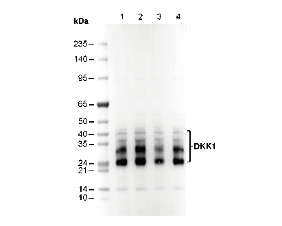 DKK1 Antibody