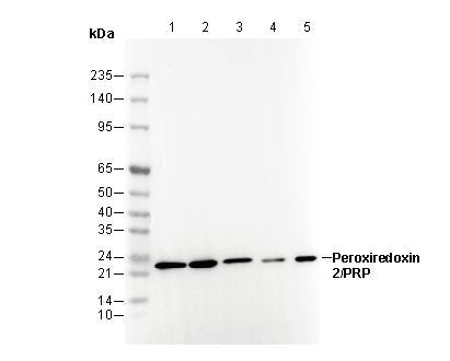 Peroxiredoxin 2/PRP Antibody