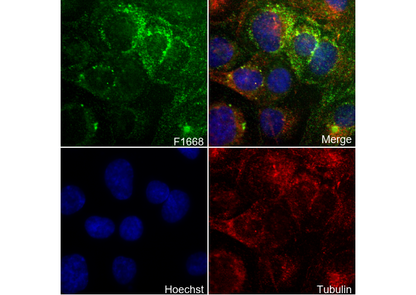 Claudin 5 Antibody