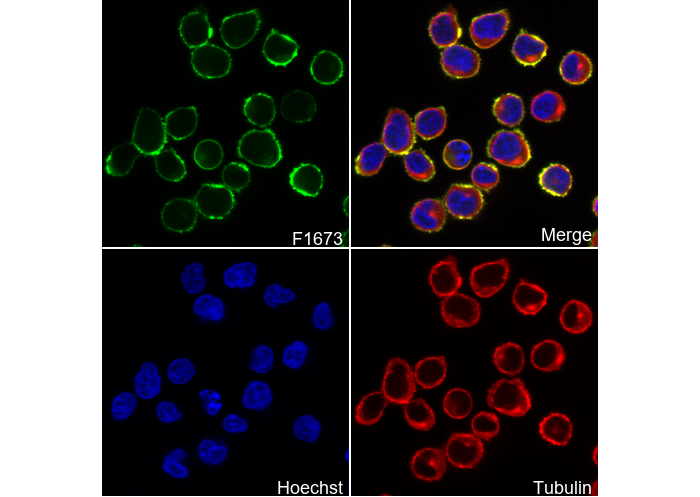 CD20 Antibody