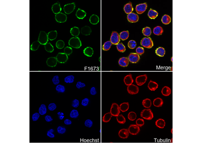 CD20 Antibody