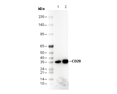 CD20 Antibody