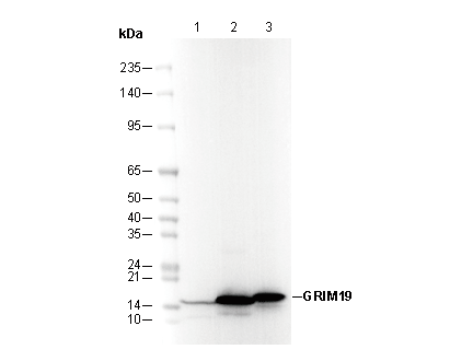 GRIM19 Antibody