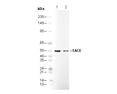 NeuroD1 Antibody
