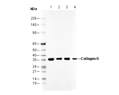 Collagen II Antibody