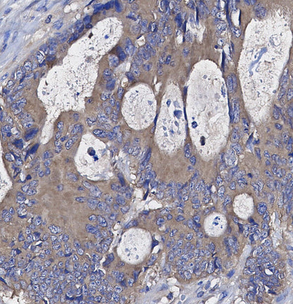 C3 Antibody